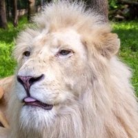 Dongo (@shrubiya) 's Twitter Profile Photo Dongo (@shrubiya) 's Twitter Profile Photo