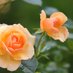 As Rosas Não Falam (@rosie_r2022) Twitter profile photo As Rosas Não Falam (@rosie_r2022) Twitter profile photo