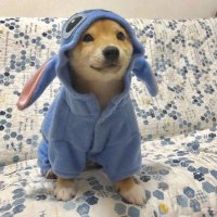 HAVU C4pee (@c4pee) 's Twitter Profile