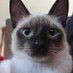 Rensga Gatitos🧟 (@ycacetada63794) Twitter profile photo Rensga Gatitos🧟 (@ycacetada63794) Twitter profile photo