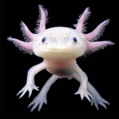 pembemaymoon's profile picture. So long, and thanks for all the fish