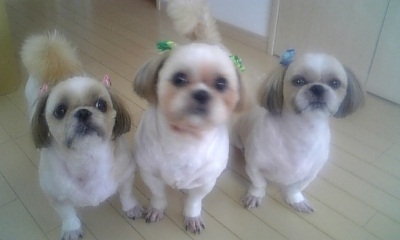 happymelmobaron's profile picture. JBDF元全日本グランドファイナリスト
元東部日本チャンピオン
一般社団法人Para Dance Creators理事代表
NPO法人Para Dance And Art Japan事務局長
JDSF-PD所属審判員
#powerx