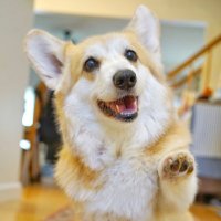 Lilo the Welsh Corgi (@lilothecorgi) 's Twitter Profile Photo Lilo the Welsh Corgi (@lilothecorgi) 's Twitter Profile Photo