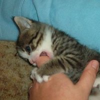 Ein Korb voll Obst und Fell (@obstundfell) Twitter profile photo