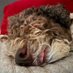 Kalle Schlecksbert (@kallelagotto) Twitter profile photo Kalle Schlecksbert (@kallelagotto) Twitter profile photo