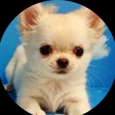@pam99ham