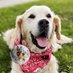 Lems the Golden 🐕 🆘 #BringScruffyHome (@haunted_mars) Twitter profile photo Lems the Golden 🐕 🆘 #BringScruffyHome (@haunted_mars) Twitter profile photo