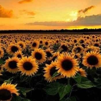 unshldyrys's profile picture. 