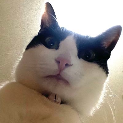 zhinsuu's profile picture. 絵とプログラミングが好き。プログラマー。Go / Python / JavaScript / AWS … etc