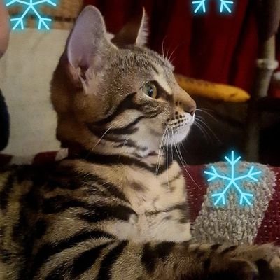 English00178892's profile picture. English 🏴󠁧󠁢󠁥󠁮󠁧󠁿 mother, grandmother, aunt, sister, freind..Fed up of all the BS false prophets