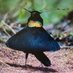 Laurelbirder (@laurelbirder02) Twitter profile photo Laurelbirder (@laurelbirder02) Twitter profile photo