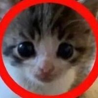 Box and Meow (@box_create826) 's Twitter Profile Photo Box and Meow (@box_create826) 's Twitter Profile Photo