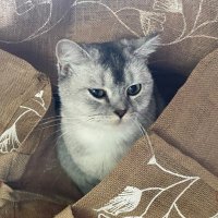 Oriana (@orilu61) 's Twitter Profile