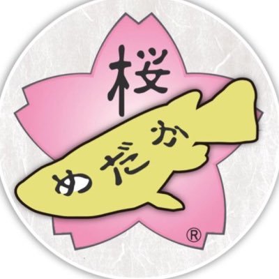 改良メダカを全国へ‼️ 確かな血統の種親から産まれた個体だけを販売しております✨ 当店でも使っている飼育用品と共に、直売所とオンラインショップ、ヤフオク、メルカリ、Yahoo!フリマ、Amazonにて販売しております🌸 #まいにちメダカ #いいメダカ 080-4245-6619