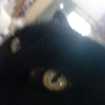 Animal lover, FSU grad, news junkie. Must love cats, pups. 😺🐈 Anglophile. Trump is a Russian Asset! Rebuilding my acct. #BlueWave2026