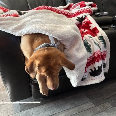 buckeyegdo's profile picture. @LindnerCollege MBA @SMCBGSU BS @gobearcatsfb STH husband, Dad, human to 2 spoiled dogs. HS sports coverage @glencincypreps