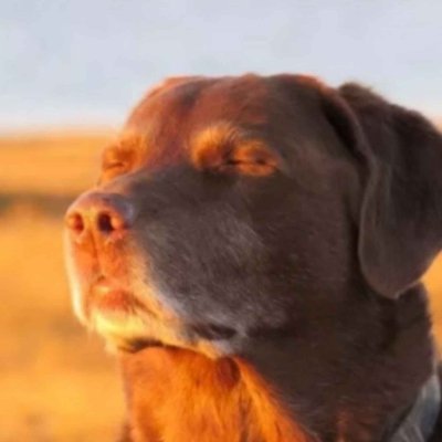 Zyphru Profile