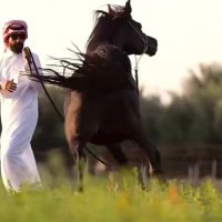 ابو محمد (@zeegmm) 's Twitter Profile