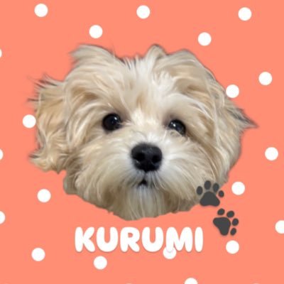 hamu_kurumi's profile picture. 🎂2024/08/06 🏠2024/10/13 元気いっぱい女の子🌻