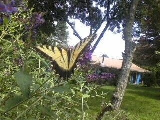 nrelaford's profile picture. Library Security: SVU - RETIRED