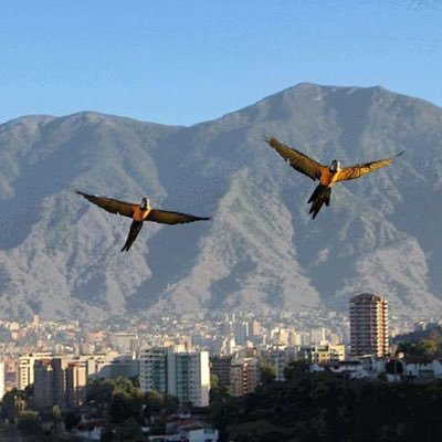 freeguacamaya's profile picture. Venezuela? en el corazón. Fotógrafa aficionada, deportista de vez en cuando.