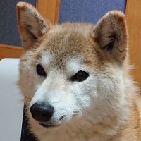 やまさん (@gcyama3) 's Twitter Profile