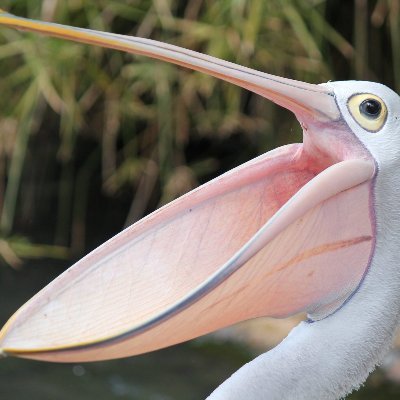 PelicanPoster's profile picture. 