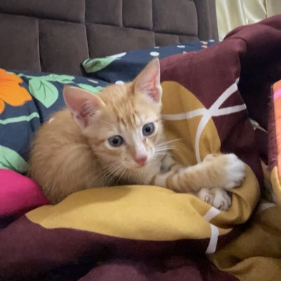 Emeka2026's profile picture. old account suspended till further notice