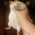 rat #3 🌼🐀 (@maebestuff) Twitter profile photo rat #3 🌼🐀 (@maebestuff) Twitter profile photo
