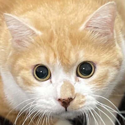 趣味でファンタジー小説を執筆中。 海外のファンタジー小説、特にダークな雰囲気の世界観が好みな、息子と愛猫「にゃんすけ先生」と暮らす猫好き。自作小説の紹介や、にゃんすけの日常写真などをゆるく投稿してます。創作系な方、猫好きな方、読書好きな方、仲良くして頂けると嬉しいです。