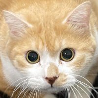 コネ (@kone_kone_kone_) 's Twitter Profile Photo