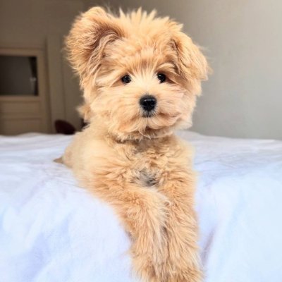 Tobbyon_sol's profile picture. A Dog Named Tobby https://t.co/XoM84uravJ