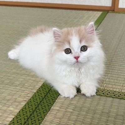 kamo0330's profile picture. ぴのあとちゃむ（ミヌエットとチンチラペルシャ）と暮らしてます。
