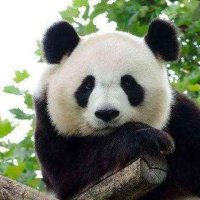 Anda (@andaicp) 's Twitter Profile