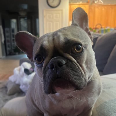 IamRoKnows's profile picture. Fight Fan 🥊| Movie Geek 🎬 | #TogetherBlue | Muay Thai Enthusiast🥋| Fantasy Football Fanatic 🏈 | Strength Training 🦾 | I Have Spoken