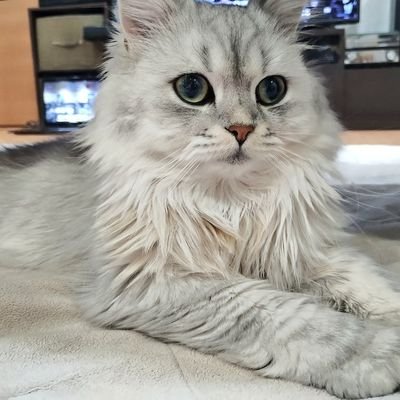 dokushotomo's profile picture. 