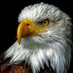 Armando López (@joslpez67162668) Twitter profile photo Armando López (@joslpez67162668) Twitter profile photo