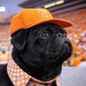 striiiiing's profile picture. #GBO