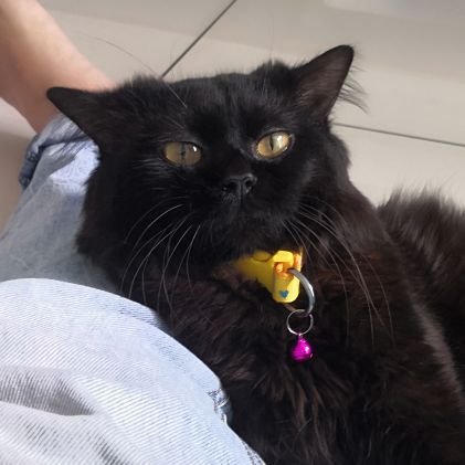 zran85's profile picture. I repost I share I