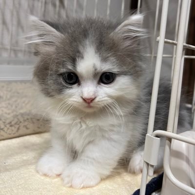 短足ミヌエットのあめちゃん男の子🍭 🎂2023年8月4日🎂 4.8kgおっきめ🦭塩対応キャット🥹だけど主は念願の初めての猫ちゃんのあめちゃんを溺愛しながらシェービングとエステのサロンオーナーしてます🥰https://t.co/ri3NJLYmsL