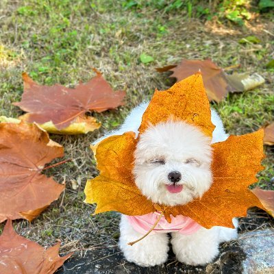人生を誠実に扱い、周囲の人たちに熱意を与えてください。投資について調べたり、気軽に旅行したりするのが好きです。真実と幸福は私が最も大切にしているものであり、このエネルギーをより多くの人に伝えたいと思っています。 😊✈️💡