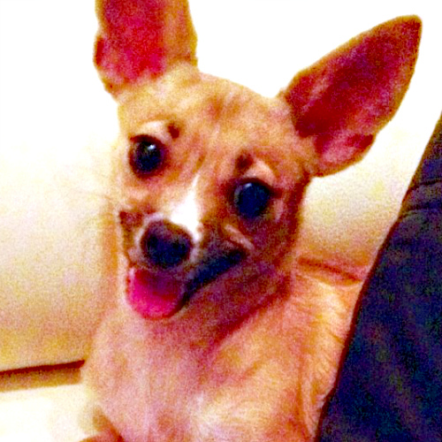tinyROGI's profile picture. Hello, my name is Pierre Rogi aka Rogi. I'm a dumpling little chihuahua terrier living in Los Angeles and I would love to have you as my friend!