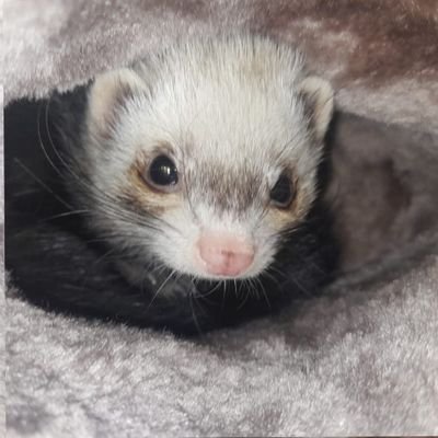 S0PH1EE_CHIHIRO's profile picture. ~ʙɪʟʟɪᴇ ᴇɪʟɪꜱʜ~
ᴊɴᴊ 4ᴇᴠᴀ!
13
'ᴘʟᴇᴀꜱᴇ ᴅᴏɴ'ᴛ ᴄᴀʟʟ ᴛʜᴇ ᴄᴏᴘꜱ, ᴛʜᴇʏ'ʟʟ ᴍᴀᴋᴇ ᴍᴇ ꜱᴛᴏᴘ' ᴛʜᴇ ᴅɪɴᴇʀ
ᴋᴀᴛ×1 ᴊᴏʜɴɴɪᴇ×3 ɢʀᴀᴄᴇ×1 ᴊᴀᴋᴇ×2 ʟᴏʀᴀ×5 ᴅᴀᴍᴏɴ×1 niko×1