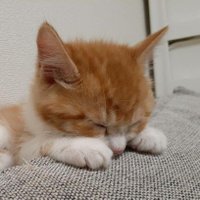 FF11✩なぎさん (@umemisookaka) 's Twitter Profile