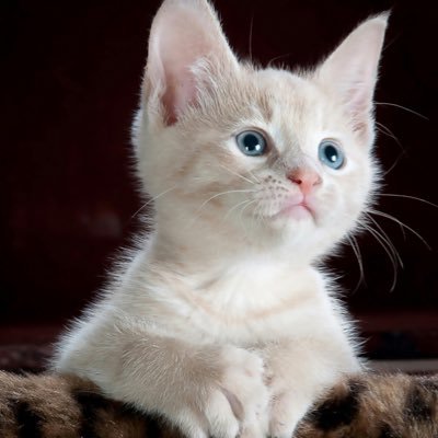 hanna21776's profile picture. leader of a women for trump group in small town Tx,proud mommy to a 9yr old princess 👑MAGA🇺🇸this is my second account (got kicked off for questioning the 💉)