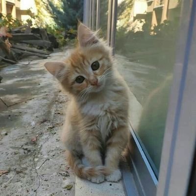 ylr1020925's profile picture. پیشی کوچولو