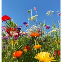 The Waltz Garden (@waltzgarden) Twitter profile photo