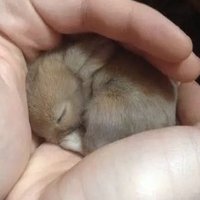aly (@piecaly) 's Twitter Profile