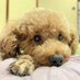 すみっち❥愛感謝☾⋆iLYs🌺 (@sususumisusumi) Twitter profile photo すみっち❥愛感謝☾⋆iLYs🌺 (@sususumisusumi) Twitter profile photo