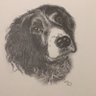 siranspringer's profile picture. Retired but too busy to work. Living on Dartmoor after many years in Cornwall . Still jam first . Love dogs, travel, walking & laughter 😀 Miss Siran everyday
